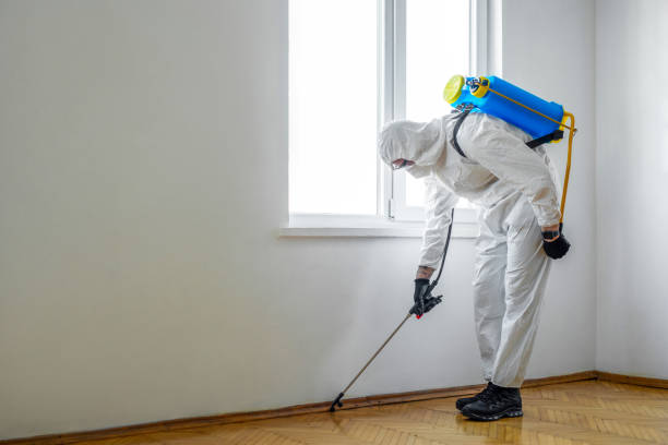 Best Termite Control Services  in Raymondville, TX