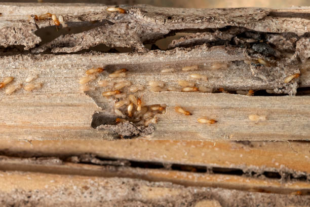 Best Wildlife Control Services  in Raymondville, TX