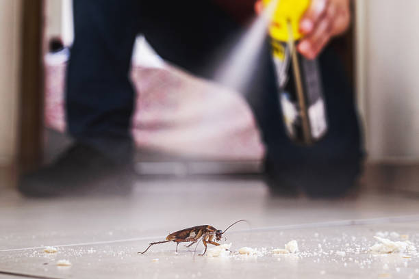 Best Affordable Pest Control Services  in Raymondville, TX