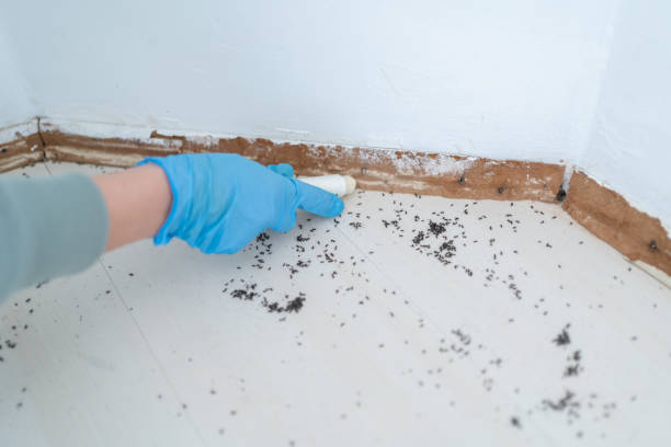 Best Wasp Removal Services  in Raymondville, TX