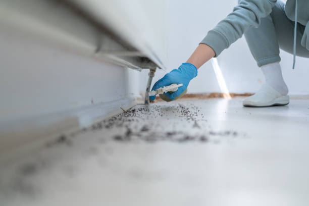 Best Flea Control Services  in Raymondville, TX