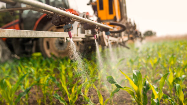 Best Local Pest Control Services  in Raymondville, TX